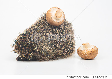 Erinaceus europaeus. Common European hedgehog on a white background Erinaceus europaeus. Common European hedgehog on a white background 134229948