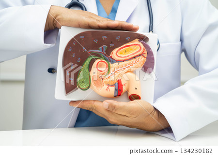 Liver with gallbladder, pancreas spleen and duodenum, Asian doctor holding human anatomy model for study diagnosis and treatment in hospital. Liver with gallbladder, pancreas spleen and duodenum, Asian doctor holding human anatomy model for study diagnosis and treatment in hospital. 134230182