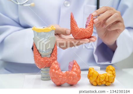 Hyperthyroidism, Overactive Thyroid, Thyroid Lymphoma, Asian doctor with thyroid gland human anatomy model in hospital. 134230184