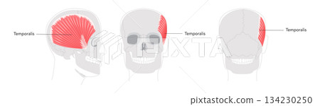 Temporalis - Human jaw muscle displayed in detailed anatomy chart, controls elevation and retraction of the mandible, Temporalis - Human jaw muscle displayed in detailed anatomy chart, controls elevation and retraction of the mandible, 134230250