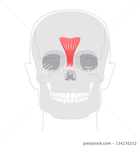Procerus - Nasal muscle shown in anatomy diagram, responsible for drawing the skin between the eyebrows downward 134230252