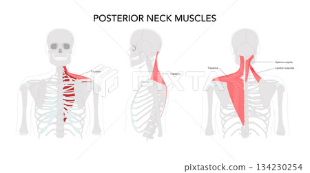 Neck muscle chart, infrahyoid sternohyoid, sternothyroid, thyrohyoid, omohyoid, strap muscles, labeled anatomy Neck muscle chart, infrahyoid sternohyoid, sternothyroid, thyrohyoid, omohyoid, strap muscles, labeled anatomy 134230254
