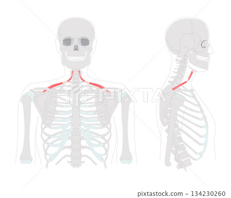 Omohyoid - Neck strap muscle illustrated in diagram, depresses and retracts hyoid bone, involved in neck tension 134230260