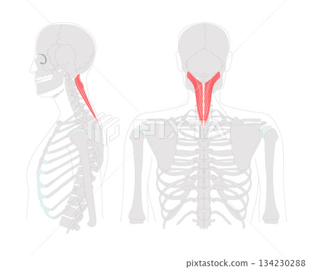 Splenius capitis - Posterior neck muscle depicted in detailed chart, extends, rotates, and laterally flexes the head, 134230288