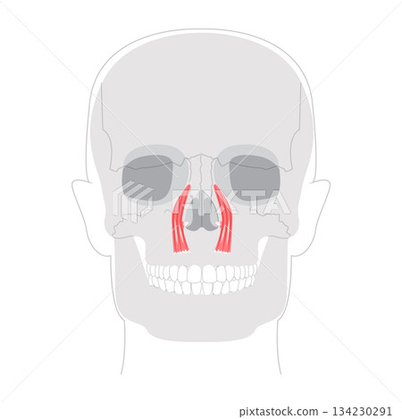 Levator labii superioris - Illustrated human facial muscle that elevates the upper lip, depicted in labeled diagram 134230291