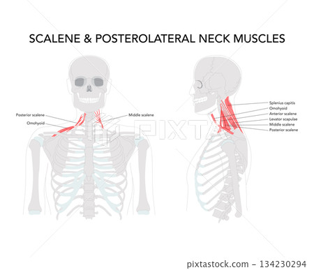 Scalene and posterolateral neck muscles - muscles on the side and back of the neck including scalene group, levator 134230294