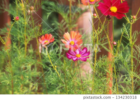 Pink cosmos photographed on positive film Pink cosmos photographed on positive film 134230318