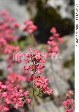 Coral Bells Splendens 134230374