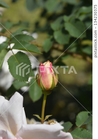 Rose Claus Groth Rose Claus Groth 134230375