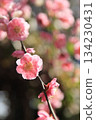 叼著梅花 134230431