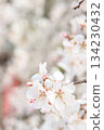 櫻花 134230432