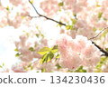 雙櫻花 134230436