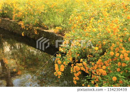 Yamabuki blooming in the waterway 134230439