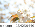 櫻花 134230440