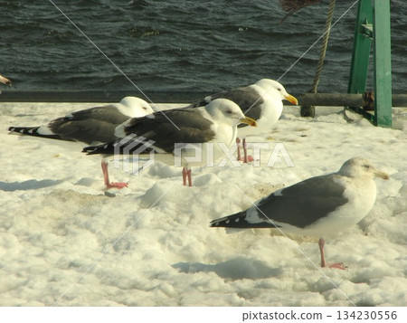 Slaty-backed Gull 0702 02 134230556
