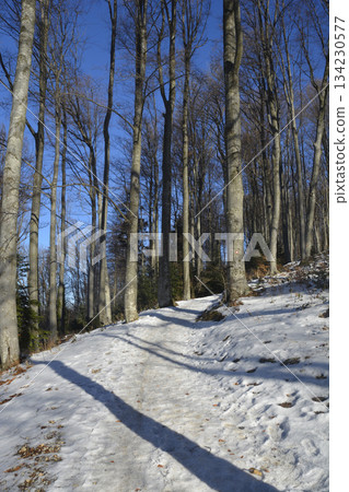 Medvednica Forest Snowy Path 134230577