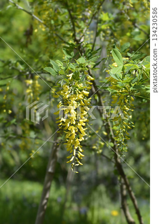 Common laburnum Common laburnum 134230586