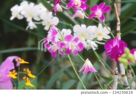 Orchids photographed on positive film 134230619