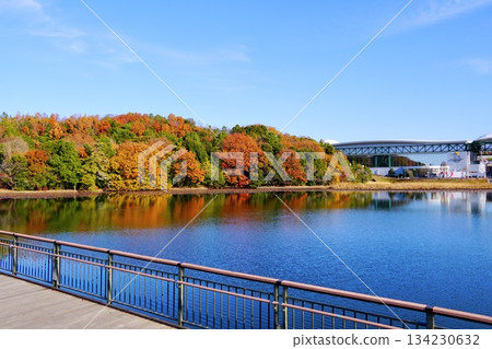 Reflections of autumn leaves at Moricoro Park on the calm lake surface on a clear autumn day Reflections of autumn leaves at Moricoro Park on the calm lake surface on a clear autumn day 134230632