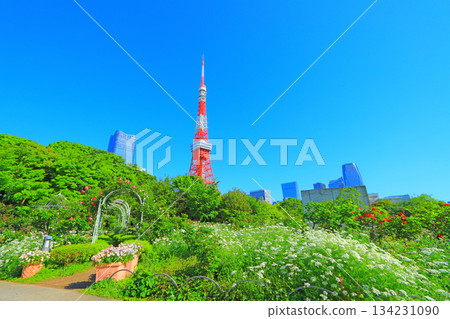 東京港區盛開的花和東京鐵塔 東京港區盛開的花和東京鐵塔 134231090