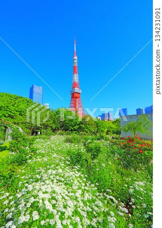 東京港區盛開的花和東京鐵塔 東京港區盛開的花和東京鐵塔 134231091