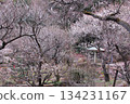 熱海梅園（靜岡縣熱海市） 134231167