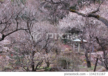 熱海梅園（靜岡縣熱海市） 134231167