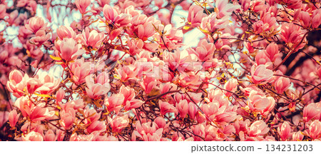 Blossoming magnolia flowers. Springtime. Natural vintage floral background Blossoming magnolia flowers. Springtime. Natural vintage floral background 134231203