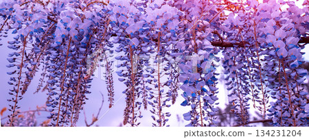 Blooming wisteria flowers in the garden on a sunny spring day. Horizontal banner Blooming wisteria flowers in the garden on a sunny spring day. Horizontal banner 134231204