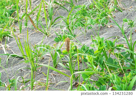 小麥的棕色耳朵（春季，四月） 134231280