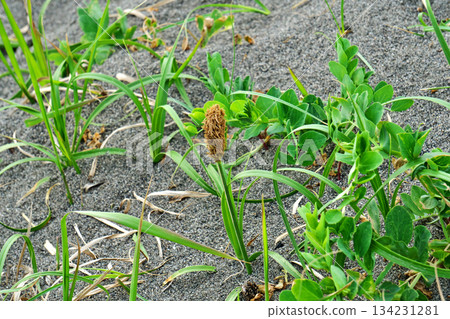 小麥的棕色耳朵（春季，四月） 134231281