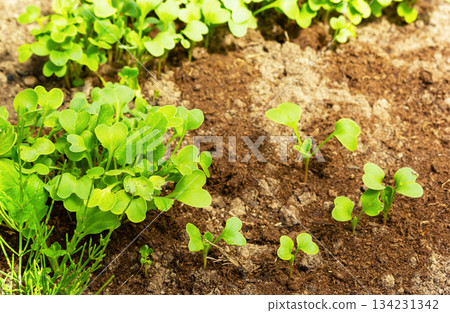 Rows of radish seedlings. Lettuce leaves are ready to be harvested for making a fresh summer salad. 134231342