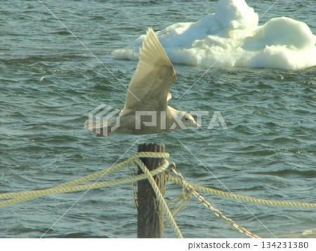 Bird 0702 07 134231380