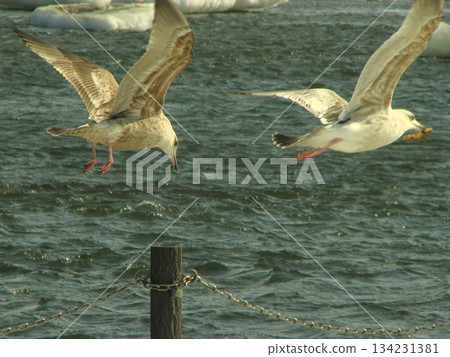 Bird 0702 08 134231381