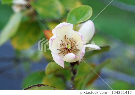 唐菖蒲花(春季,四月) 唐菖蒲花(春季,四月) 134231413