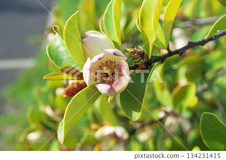 Karatane Ogatama flowers (spring, April) 134231415