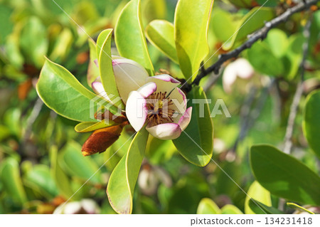 Karatane Ogatama flowers (spring, April) 134231418