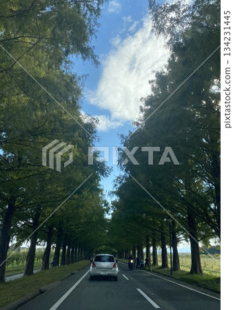 初夏水杉樹 初夏水杉樹 134231445