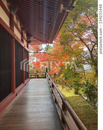 寺廟走廊，秋葉美景盡收眼底。 134231448