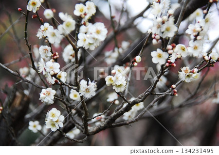 李子（品種名稱：冬至李子） 134231495