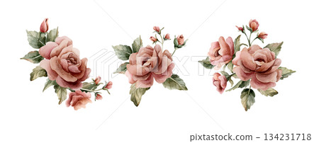 Roses with buds and leaves. Dusty pink garden flower arrangements set. Watercolor hand painted floral isolated illustration on white background for wedding design home textile porcelain crockery card 134231718