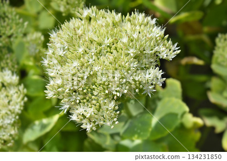 Ice plant Stardust Ice plant Stardust 134231850