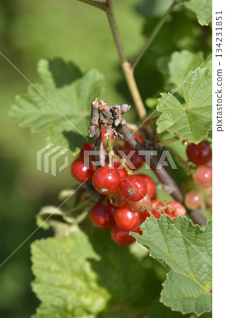 Red currant 134231851