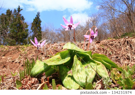 Flower that blooms in satoyama Flower that blooms in satoyama 134231974