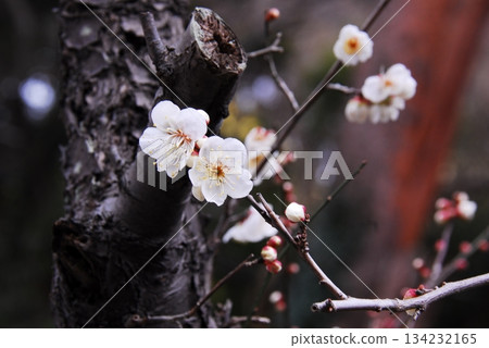 Plum (variety: wild plum) Plum (variety: wild plum) 134232165