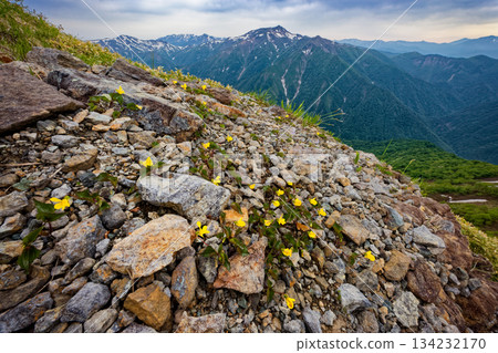 Violets blooming on the Nishikuro Ridge of Mt. Tanigawa and a view of Mt. Asahi and Shirakemon Violets blooming on the Nishikuro Ridge of Mt. Tanigawa and a view of Mt. Asahi and Shirakemon 134232170