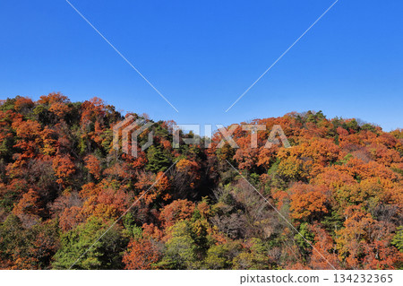 A mountain that turned red leaves 134232365