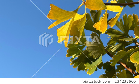Bright yellow ginkgo leaves shining against the blue sky Bright yellow ginkgo leaves shining against the blue sky 134232660