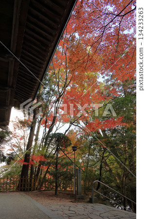 Autumn leaves near Nitenmon Gate of Okuboji Temple, the 88th temple of the Shikoku Pilgrimage Autumn leaves near Nitenmon Gate of Okuboji Temple, the 88th temple of the Shikoku Pilgrimage 134233263