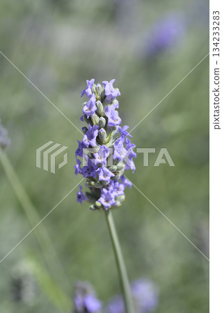 Common lavender 134233283